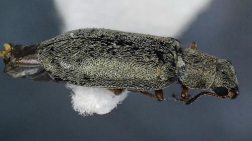 Danacea sp.